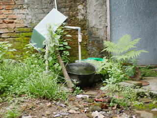 black bucket to collect water beside which many wild plants grow