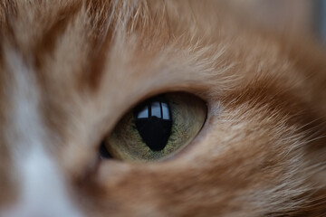 Portrait of a young handsome mongrel cat.