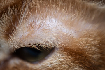 Portrait of a young handsome mongrel cat.