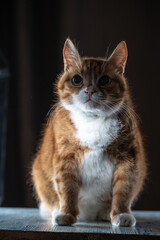 Portrait of a young handsome mongrel cat.