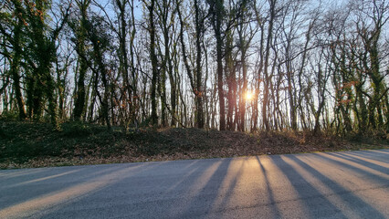 Fototapeta premium forest sunrise beams tees high in winter by the street in parakalamos village greece