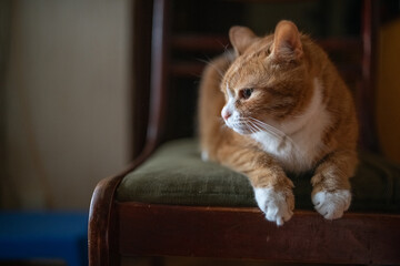 Portrait of a young handsome mongrel cat.