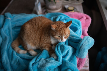 Portrait of a young handsome mongrel cat.