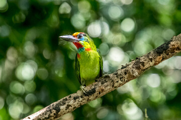 blue and yellow macaw