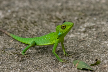 green lizard on the sand