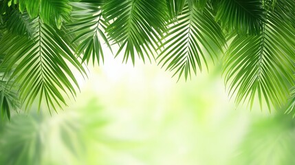 Obraz premium Lush Green Palm Leaves Border Frame on Soft Bokeh Background for Tropical Design