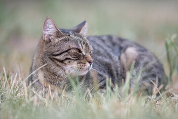 Portrait of a young handsome mongrel cat.