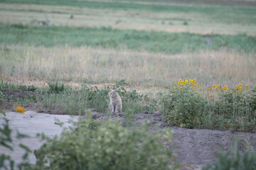 Portrait of a young handsome mongrel cat.