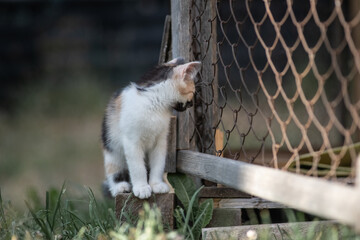 Portrait of a young handsome mongrel cat.