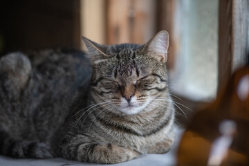 Portrait of a young handsome mongrel cat.