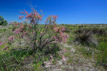 blühende Tamariske an der Schwarzmeerküste im Donaudelta - Rumänien // Tamarisk on the Black Sea...