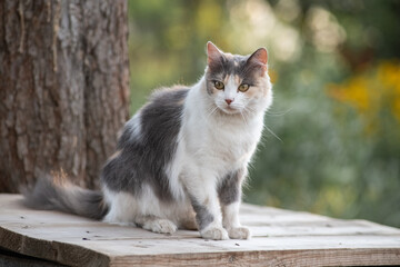Portrait of a young handsome mongrel cat.