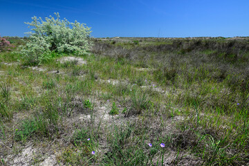 Landschaft an der Schwarzmeerküste im Donaudelta - Rumänien // Landscape on the Black Sea coast...