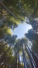 Serene View of Bamboo Forest Canopy with Blue Sky Above
