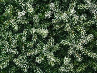 Frosty Green Pine Branches A Textured Evergreen Background for Winter and Christmas