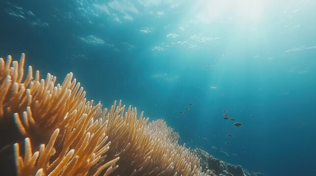 Underwater Coral Reef Scene Sunlight Through Water
