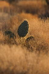 Prickly pesr cactus glowing in golden hour light at sunset