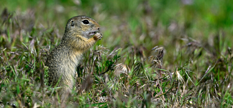 Europ&auml;ischer Ziesel // European ground squirrel (Spermophilus citellus) - Donaudelta, Rum&auml;nien