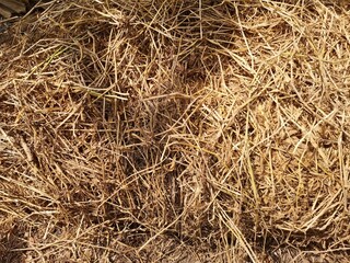 Dry grass