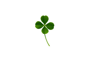 four leaf clover isolated on white background. ST Patrick's day concept.