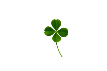 four leaf clover isolated on white background. ST Patrick's day concept.