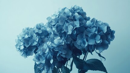 Obraz premium Stunning Blue Hydrangeas Bouquet on Soft Background