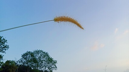 grass flower and sky