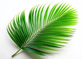 Obraz premium Silhouette of a Single Green Palm Leaf Isolated on White Background - Stock Photo