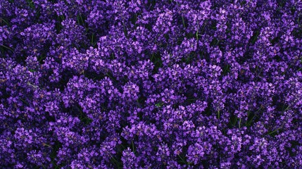 Purple Lavender Flowers Background: Flat Lay Lavender Flower Wallpaper for Creative Design