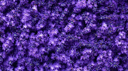 Purple Lavender Flowers Background: Flat Lay Lavender Flower Wallpaper for Creative Design