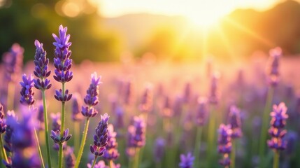 Obraz premium Serene Sunset Over a Lavender Field, Bathed in Golden Light, with Delicate Purple Blooms in Focus