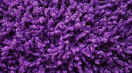 Purple Lavender Flowers Background: Flat Lay Lavender Flower Wallpaper for Creative Design