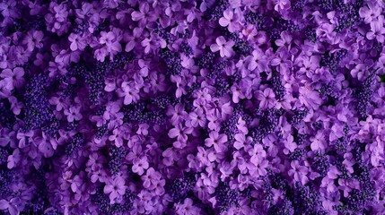 Purple Lavender Flowers Background: Flat Lay Lavender Flower Wallpaper for Creative Design