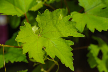 Close-up of vibrant green grape leaves