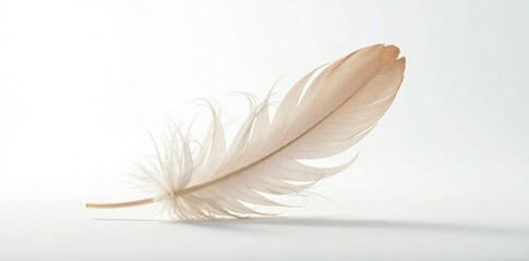 Obraz premium Delicate feather falls gently on white background, white, feathers