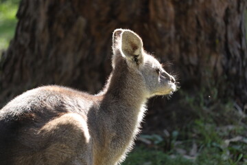 Wild Kangaroo in the Grass A Peaceful Moment in Nature