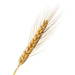 Golden wheat ear on transparent background