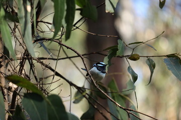 Blue Wren Perched on a Tree