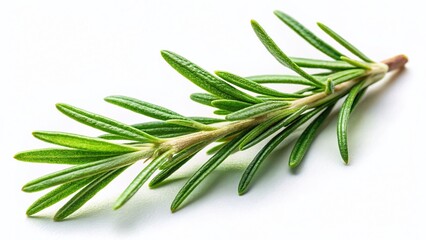 Fototapeta premium Vintage Photo of Isolated Rosemary Herb Sprig - Green Plant