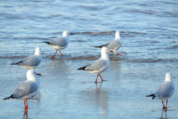 Red-billed Gull Walking on the Beach