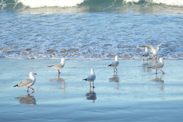 Red-billed Gull Walking on the Beach
