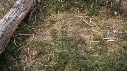 grass and fence