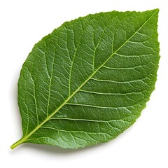 Fresh Green Leaf on a White Background Showcasing Detailed Veins and Rich Color Suitable for Nature, Gardening, and Culinary Themes