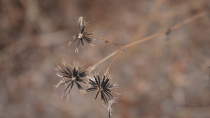 dry thistle flower