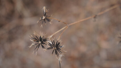 dry thistle flower