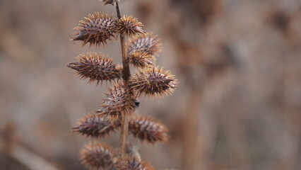 buds of a willow