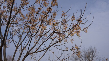 trees in the sky