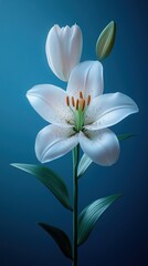 Fototapeta premium Serene White Lily Bloom Against a Teal Background