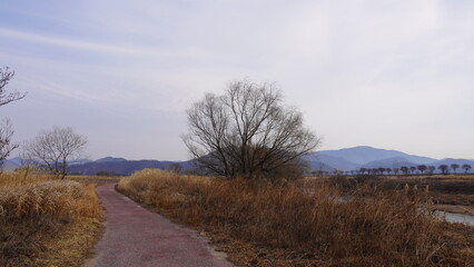 landscape with trees