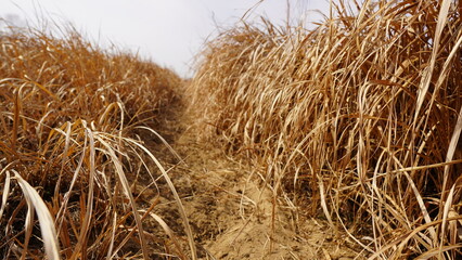 dry grass background